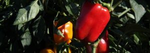 Fourth Annual Farm to Flavor Dinner!