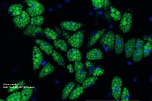 Science as Art – Fluorescent Visualization, Beth Poad, N&M PhD Student