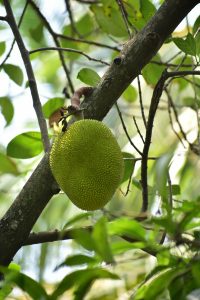 Meatless Mondays: Jackfruit
